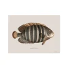 Sets De Table & Dessous De Verre^Pôdevache Set De Table Rectangle Poisson Avadi - 33 X 45 Cm