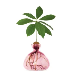 Vases^Ilex Studio Vase En Verre Pour Avocat Rose